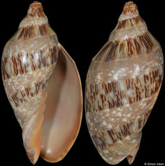 Cymbiola nivosa (Western Australia, 90,0mm)