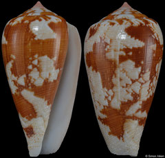 Conus fischoederi (Philippines, 31,6mm)
