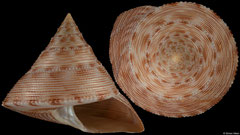 Calliostoma formosense (China, 61,6mm) F++ €14.00 (specimens for sale are 60-63mm and are of the same quality as the specimen illustrated)