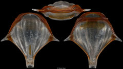 Diacria trispinosa (South Africa, 6,5mm) F+++ €2.50 (specimens for sale are 6-7mm and are of the same quality as the specimen illustrated)