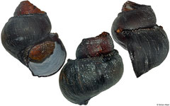 Ifremeria nautilei (Manus Basin, 48,7mm)