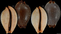 Cypraea staphylaea form 'laevigata' (Madagascar, 24,2mm, 23,8mm) F+++ €3.50 (specimens for sale are 23-24mm and are of the same quality as the specimen illustrated)
