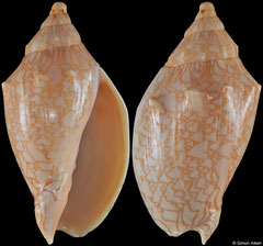 Odontocymbiola americana saotomensis (Brazil, 58,8mm)