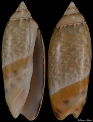Agaronia junior (India, 37,6mm)