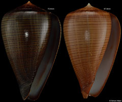 Conus figulinus (Madagascar, 70,4mm, 67,8mm) F+++ €5.20 (specimens for sale are 64-70mm and are of the same quality as the specimens illustrated)