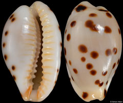 Cypraea punctata form 'berinii' (Madagascar, 11,4mm) F+++ €3.50 (specimens for sale are 11-14mm and are of the same quality as the specimen illustrated)