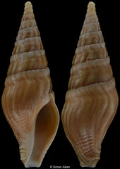 Toxiclionella tumida (South Africa, 40,5mm)