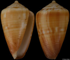 Conus brianhayesi (South Africa, 19,9mm) F/F+ €40.00