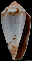 Conus algoensis form 'scitulus' (South Africa, 26,3mm) F++ €12.00