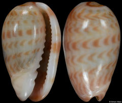 Gibberula thomensis (São Tomé & Príncipe, 6,8mm)