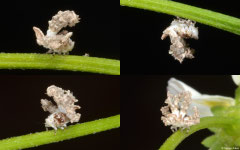 Froghopper (Cercopoidea sp.) nymph, Nha Trang, Vietnam