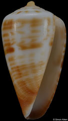 Conus brianhayesi (South Africa, 18,4mm)