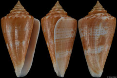 Conus xanthocinctus (Brazil, 45,8mm)