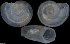 Cyclostremiscus azuerensis (Pacific Mexico, 1,5mm)