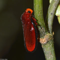 Froghopper (Cercopidae sp.), Andasibe, Madagascar