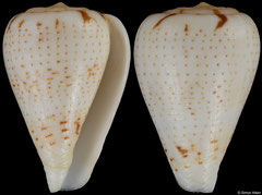Conus lineopunctatus (Angola, 23,2mm) F+++ €32.00