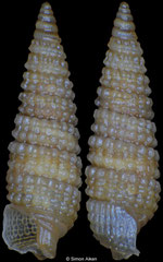 Triphora cf. stearnsi (Pacific Mexico, 3,7mm) F+++ €4.00 (specimens for sale are 3.7-3.8mm and are of the same quality as the specimen illustrated)