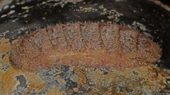 Dinoplax chelazziana (Lavanono, Madagascar)