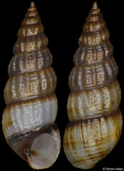 Finella purpureoapicata (Philippines, 4,5mm)