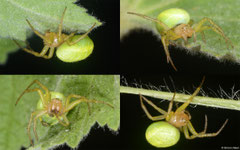 Cucumber green spider (Araniella cucurbitina), York, UK