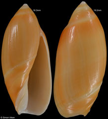 Ancilla faustoi (Brazil, 18,3mm, 19,2mm)