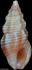 Anacithara sp. (Philippines, 6,2mm)