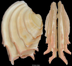 Callanaitis disjecta (Tasmania, Australia, 55,1mm)