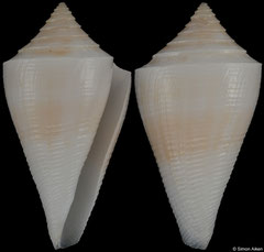 Conus diannae (Brazil, 25,4mm)