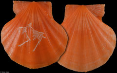 Flexopecten glaber (Italy, 35,1mm)