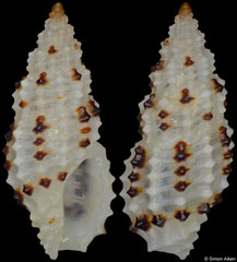 Pseudodaphnella lineata (Philippines, 6,8mm)