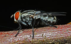 Blow-fly (Oestroidea sp.), Samal Island, Philippines