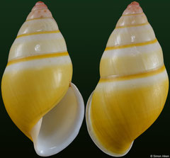 Amphidromus davidmonsecouri (Vietnam, 32,8mm)