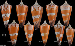Conus generalis form 'krabiensis' (Thailand)