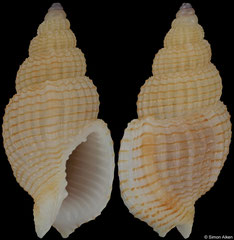 Phos dedonderi (Philippines, 17,5mm) F++ €8.00 (specimens for sale are 17-18mm and are of the same quality as the specimen illustrated)