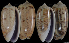 Oliva caroliniana (Madagascar, 25,8mm, 25,4mm) F+++ €1.80 (specimens for sale are 24-25mm and are of the same quality as the specimens illustrated)