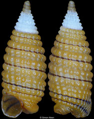 Monophorus cf. mus (Philippines, 4,3mm)