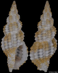 Pseudodaphnella hadfieldi (Philippines, 8,5mm) F+++ €12.00 (specimens for sale are 8-9mm and are of the same quality as the specimen illustrated)