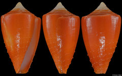Conus rawaiensis (Thailand, 22,4mm)