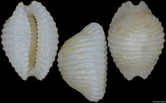Dolichupis sp. nov. (Philippines, 6,2mm)