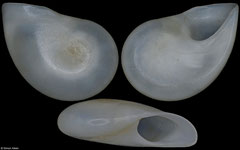 Teinostoma politum (Pacific Mexico, 9,4mm)