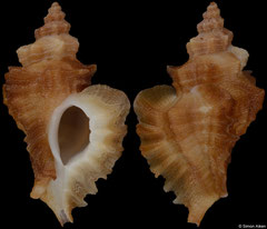 Pteropurpura erinaceoides (Pacific Mexico, 40,3mm) F++ €10.00