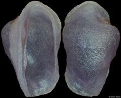 Pedicularia pacifica (Philippines, 4,0mm)