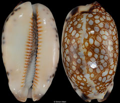 Cypraea histrio (Madagascar, 41,1mm) F+++ €4.50 (specimens for sale are 41-43mm and are of the same quality as the specimens illustrated)