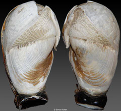 Parapholas calva (Panama, 53mm)