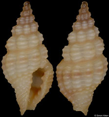 Lienardia sp. (Philippines, 7,1mm)