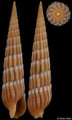Myurellopsis undulata (Philippines, 24,2mm)