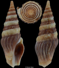 Toxiclionella haliplex (South Africa, 41,2mm)