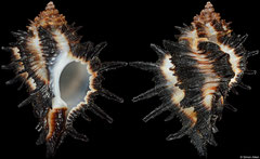 Homalocantha melanamathos (Congo, 31,1mm)