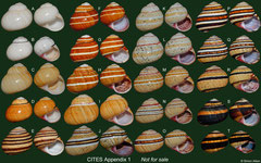 Polymita muscarum (Cuba, 17,5-22,9mm) (CITES Appendix 1)