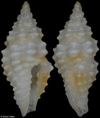 Acrista sp. (Philippines, 5,8mm)
